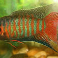 鰓魚 鰓魚