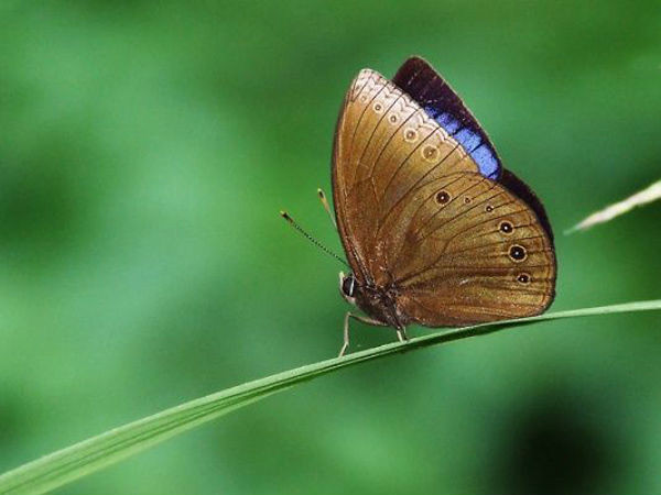 藍斑麗眼蝶