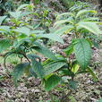 甘茶 甘茶
