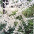 興安毛茛 興安毛茛