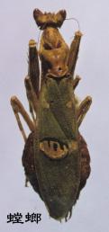 螳螂目Mantodea（螳螂）