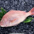 鯛魚(加吉魚) 鯛魚(加吉魚)