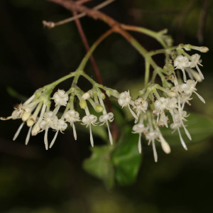 Paracephaelis cinerea
