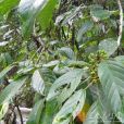 毛葉度量草 毛葉度量草