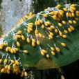 黏菌 黏菌