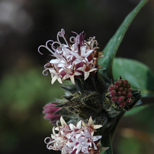 Lagascea heteropappus