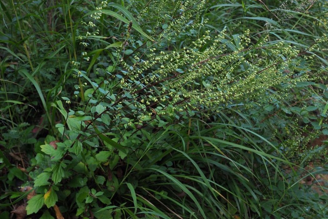 庵閭(菊科、蒿屬植物)