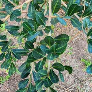 Schinus engleri