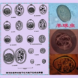羊球蟲病 羊球蟲病