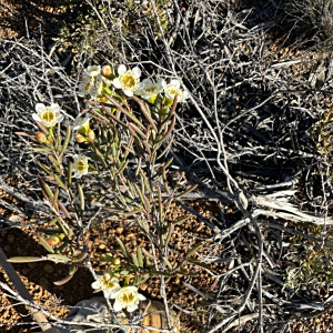 Chamelaucium axillare