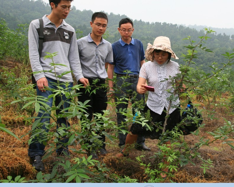 四川農業大學教授正在採集清泉藤椒數據