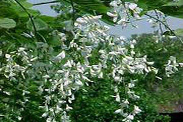 Cladrastis kentukea \x27Sweetshade\x27 Cladrastis kentukea \x27Sweetshade\x27