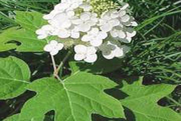 Hydrangea quercifolia \x27Alice\x27 Hydrangea quercifolia \x27Alice\x27