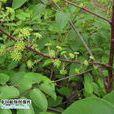 紅楤木(紅楤木) 紅楤木(紅楤木)