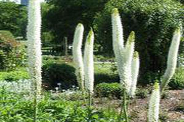Eremurus himalaicus