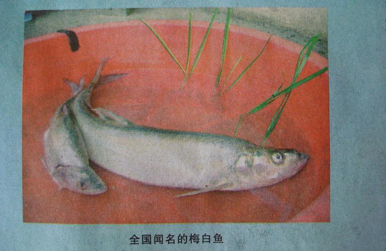 梅白魚