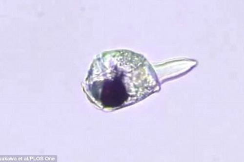 Erythropsidinium Erythropsidinium
