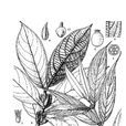 虎克粗葉木 虎克粗葉木