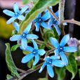 藍星花(夾竹桃科藍星花屬植物)