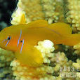 橙色蝦虎魚 橙色蝦虎魚