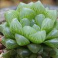 玉露(多肉植物物種) 玉露(多肉植物物種)