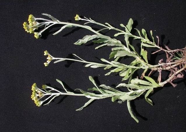 毛氈草(桔梗目菊科艾納香屬植物) 毛氈草(桔梗目菊科艾納香屬植物)
