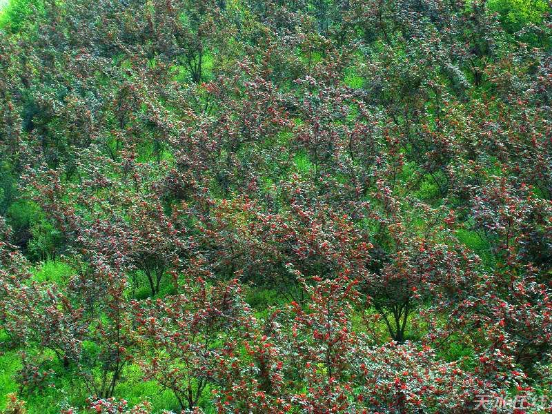 昭通花椒(炎山花椒) 昭通花椒(炎山花椒)