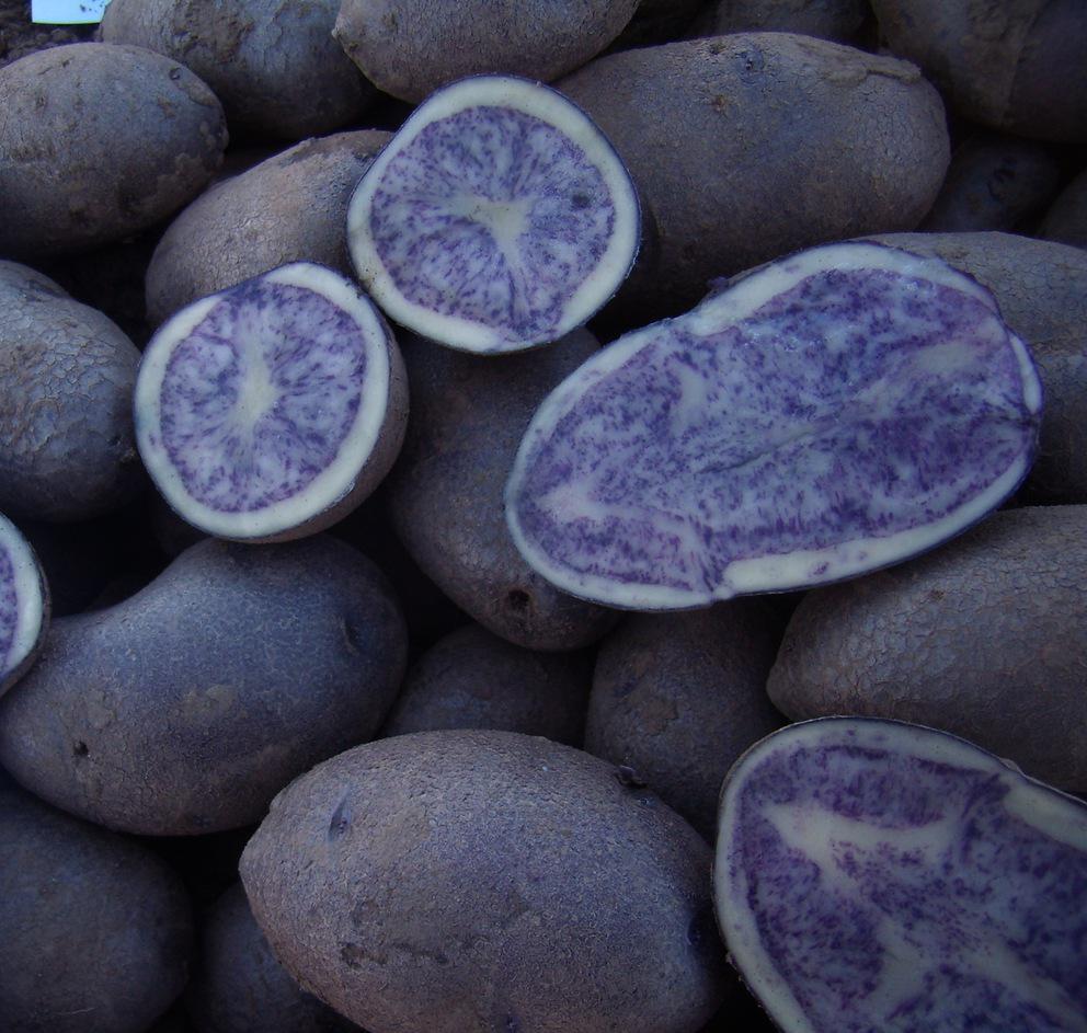 紫黑色馬鈴薯
