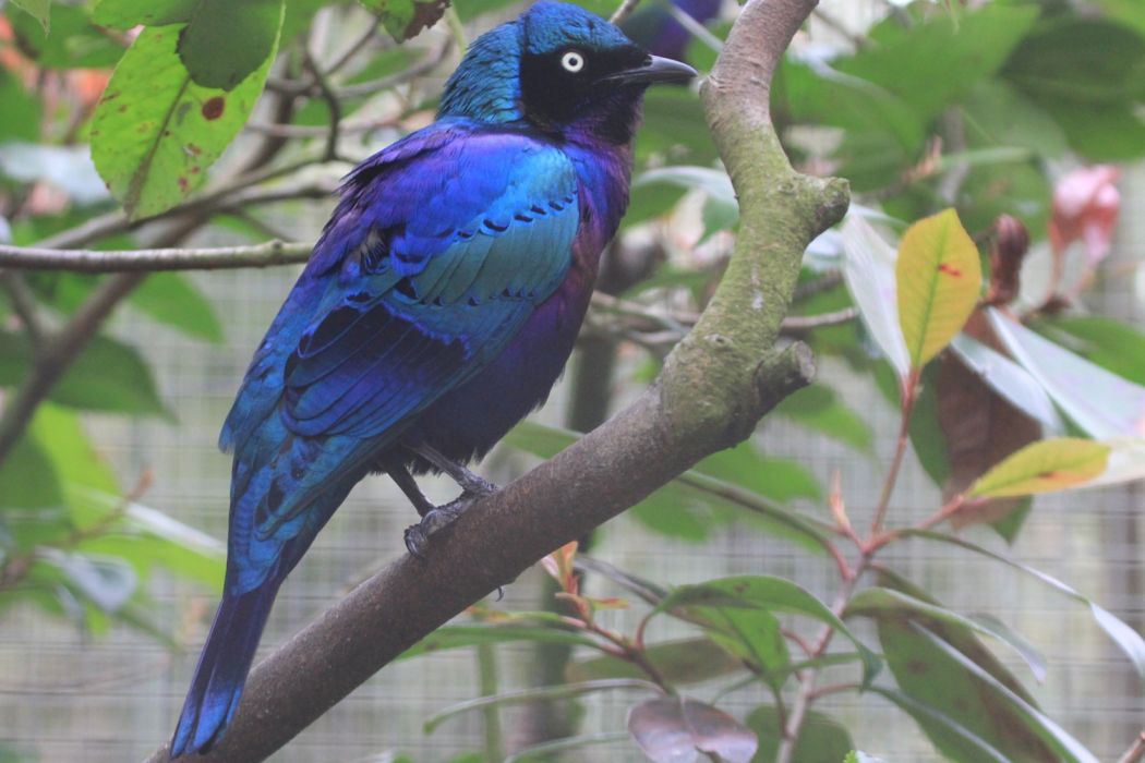 彩輝椋鳥 彩輝椋鳥