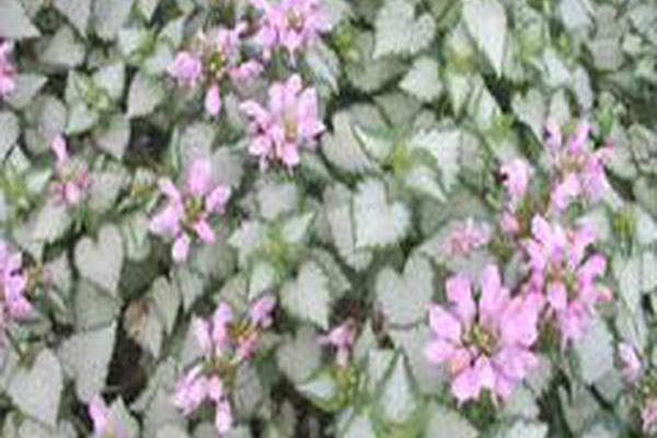 Lamium maculatum \x27Checkin\x27 PINK CHABLIS Lamium maculatum \x27Checkin\x27 PINK CHABLIS
