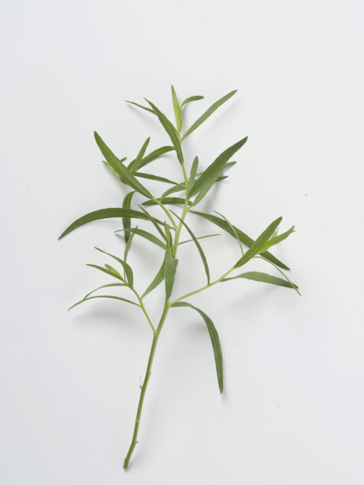 玉樹龍蒿 玉樹龍蒿