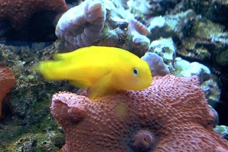 橙色葉鰕虎魚 橙色葉鰕虎魚