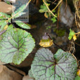 黑垂頭菊 黑垂頭菊