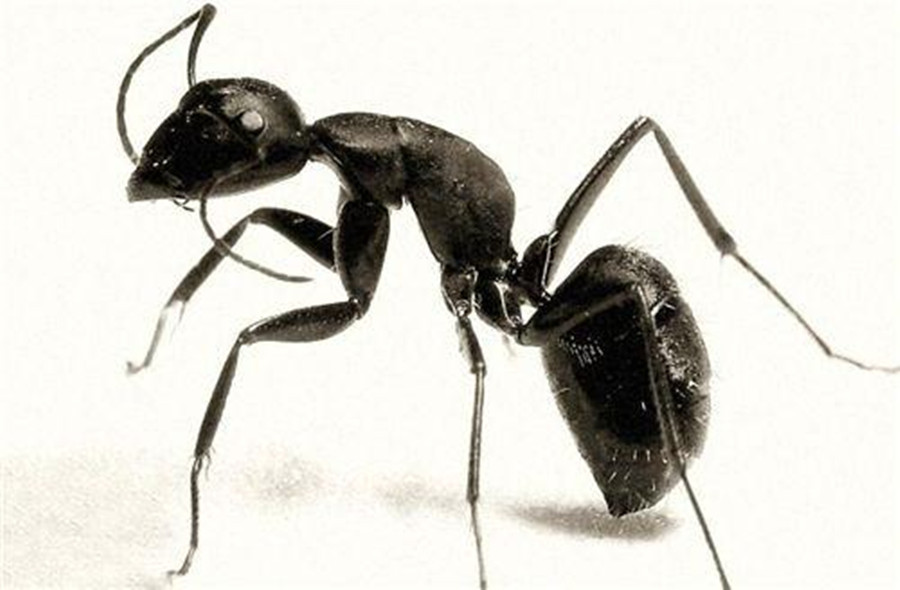 黑腳螞蟻