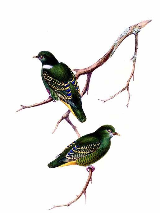 小綠果鳩 小綠果鳩