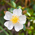 高山薔薇 高山薔薇