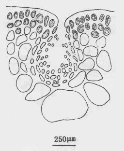 枝瘤蘺生藻的精子囊切面觀