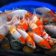 甌江彩鯉 甌江彩鯉