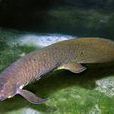 澳洲肺魚 澳洲肺魚