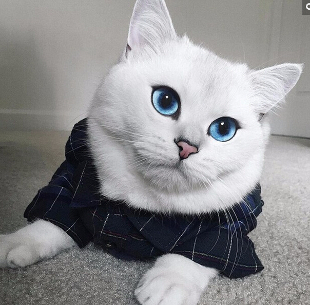 藍眼美貓