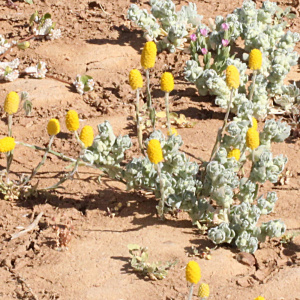 Pycnosorus melleus