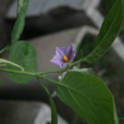 雞蛋茄 雞蛋茄