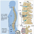 脊柱融合術
