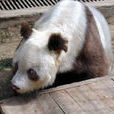白色大熊貓