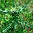 馬刺薊 馬刺薊