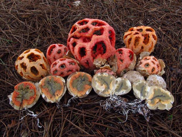 不同階段的紅籠頭菌和它的菌卵橫切面
