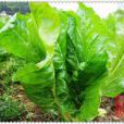 莙薘菜(石竹目藜科植物)
