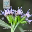 川陝風毛菊 川陝風毛菊