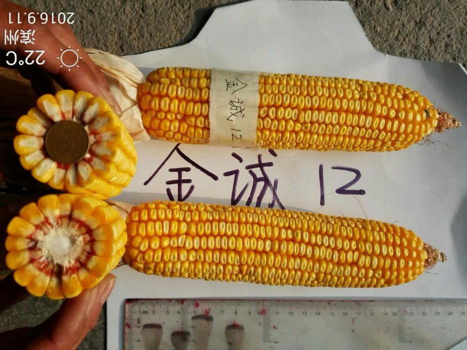 金誠12 金誠12