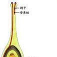 雙受精(生物)